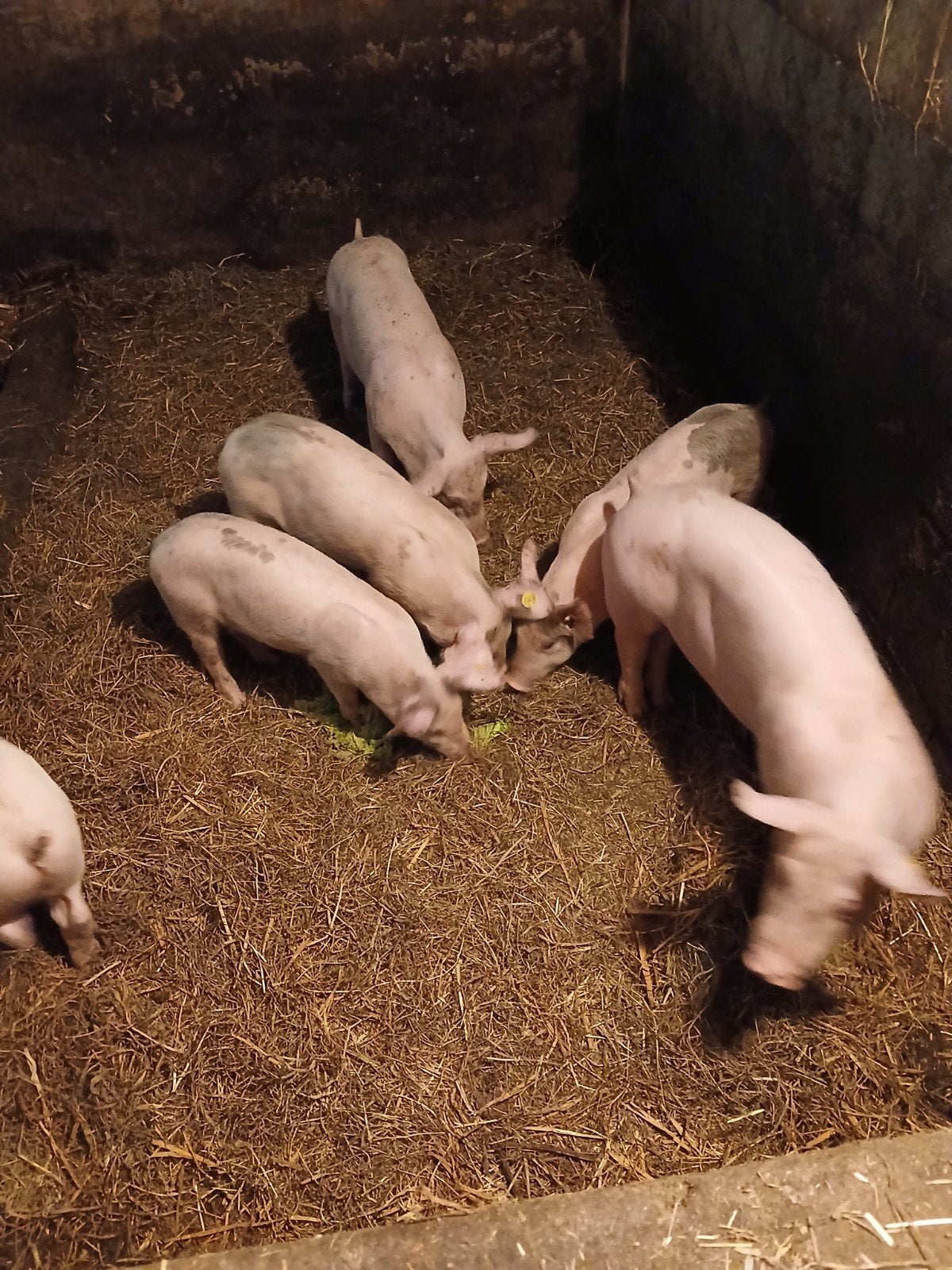 te koop mooie scharrel biggen pietrainxDeenstoppig, Dieren en Toebehoren, Schapen, Geiten en Varkens, Meerdere dieren, Varken