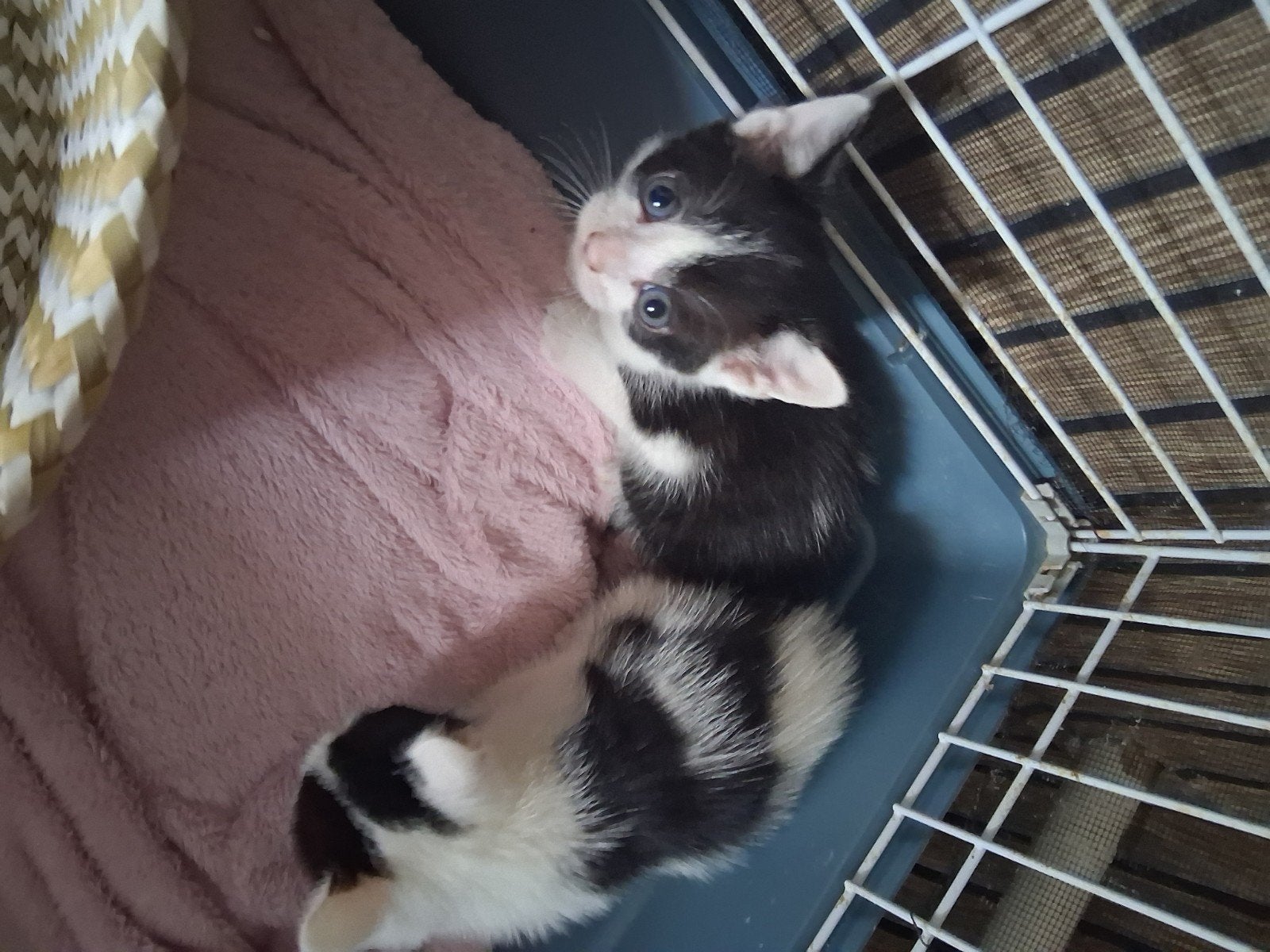 lieve kittens zoeken nieuw huisje, Poes, Kortharig, 0 tot 2 jaar