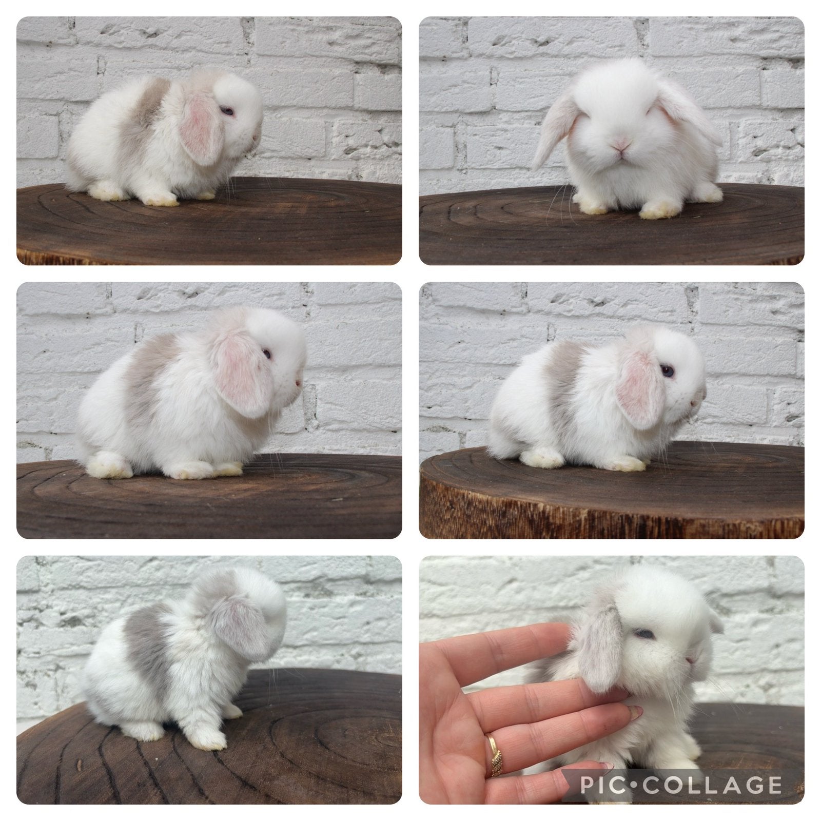 Raszuiver minilop baby konijntje, Dieren en Toebehoren, Mannelijk, Dwerg