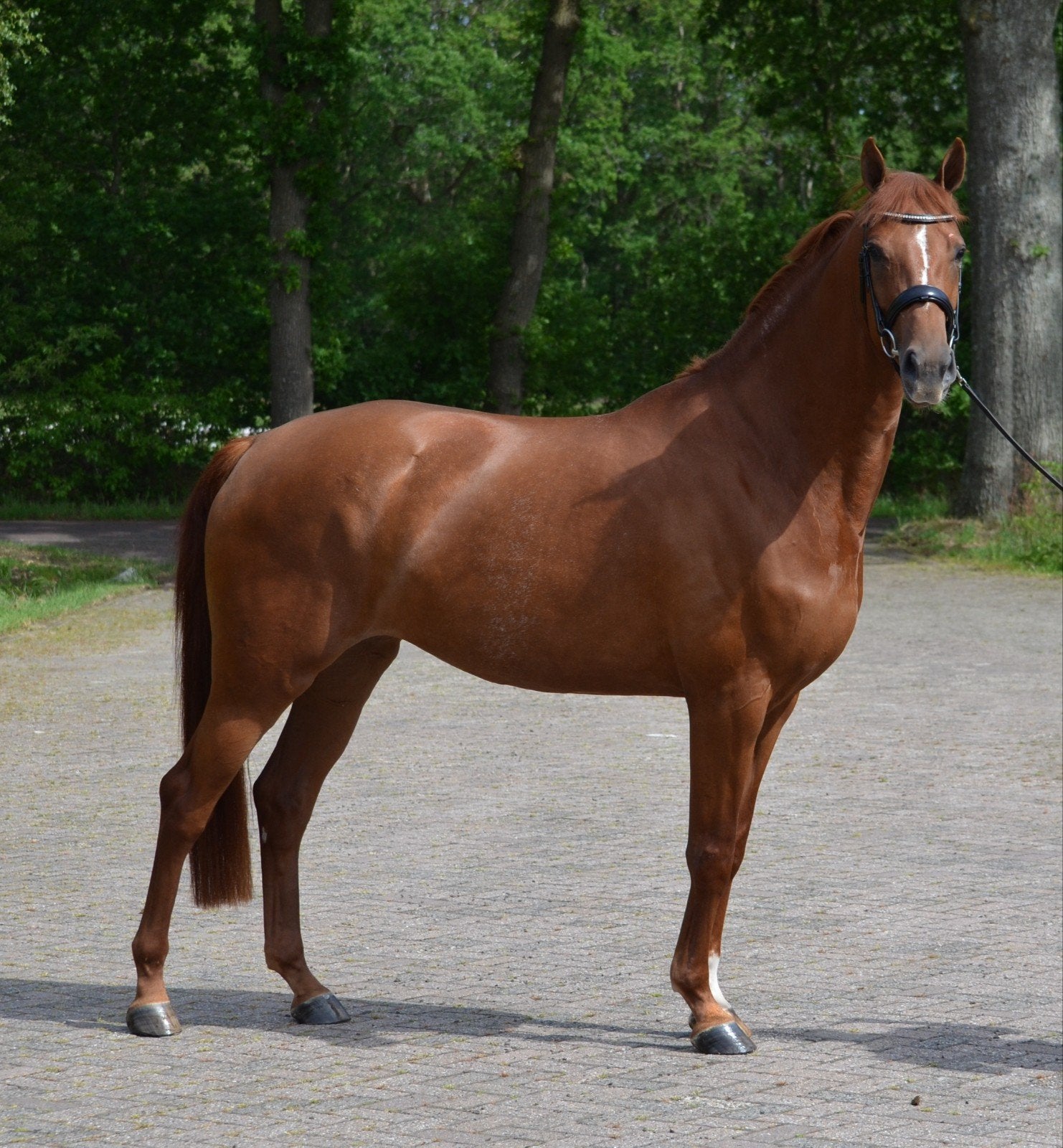 4 jarige dressuur merrie, Dieren en Toebehoren, Paarden, Merrie, Met stamboom, Dressuurpaard, 3 tot 6 jaar