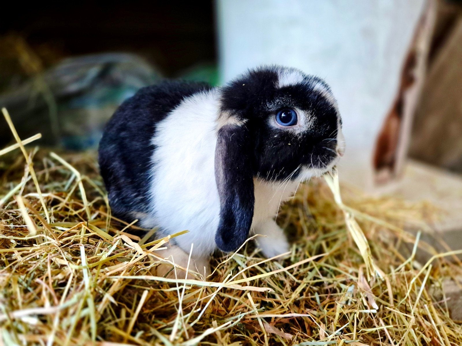 Engelse mini lop konijntje gevaccineerd., Dieren en Toebehoren, Konijnen, Meerdere dieren, Dwerg, Hangoor, 0 tot 2 jaar
