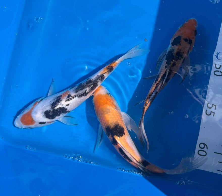 Japanse 3kleuren butterfly kois! 20-25 cm, Karper of Koi