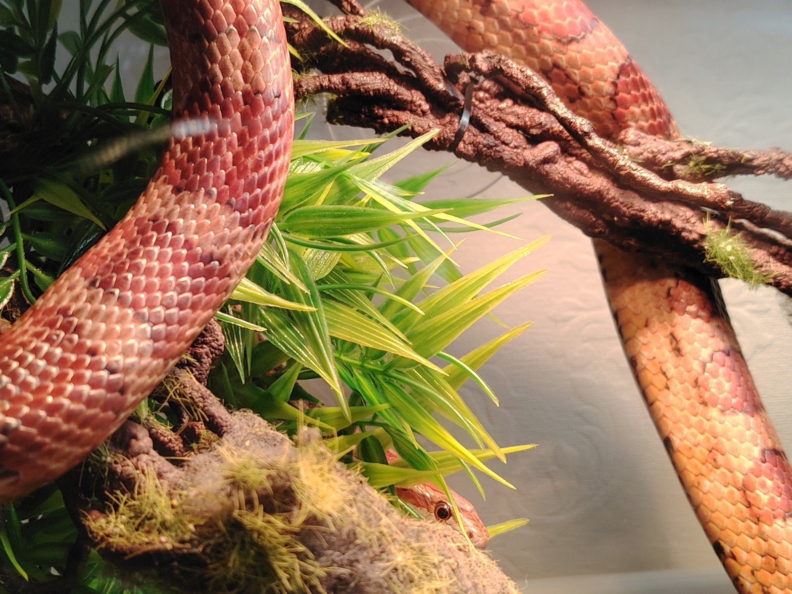 | Handtamme " Pantherophis guttatus" Rode Ratten/Korenslang, Dieren en Toebehoren, Ophalen, Overige typen