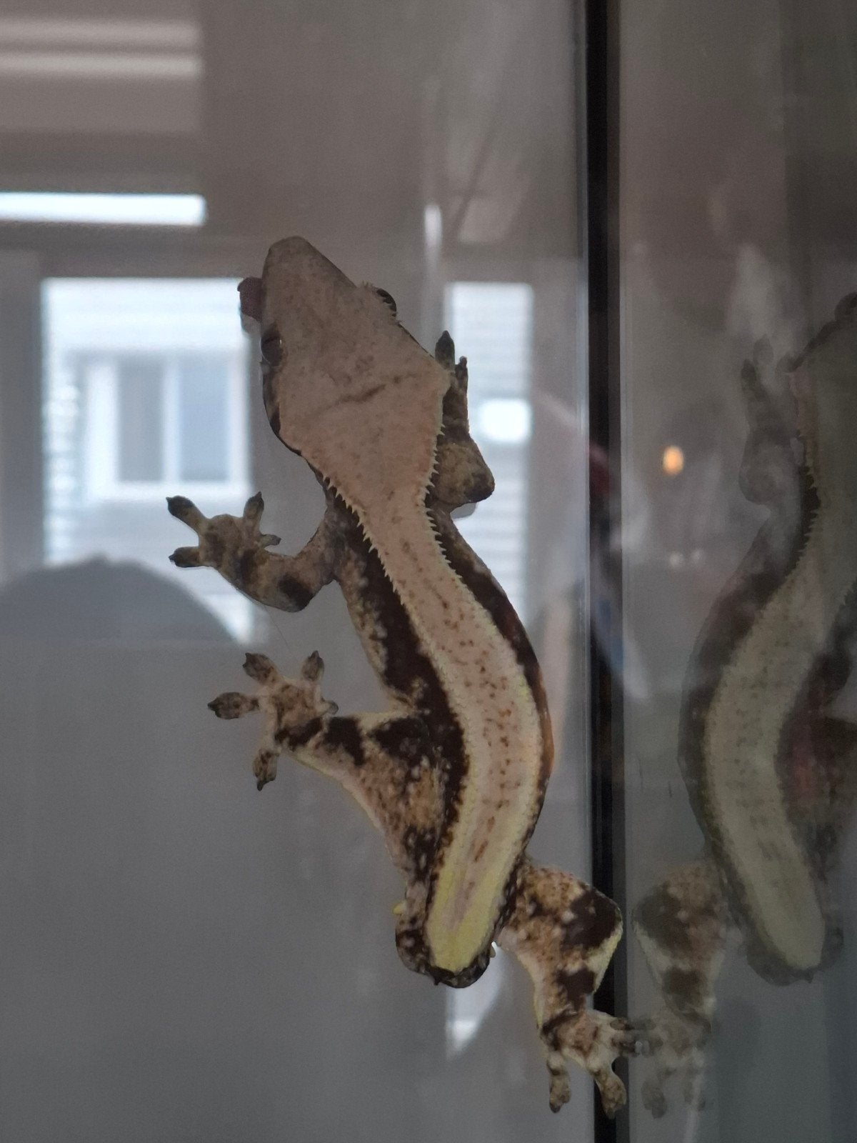Wimper gekko Moet weg, Hagedis, 0 tot 2 jaar