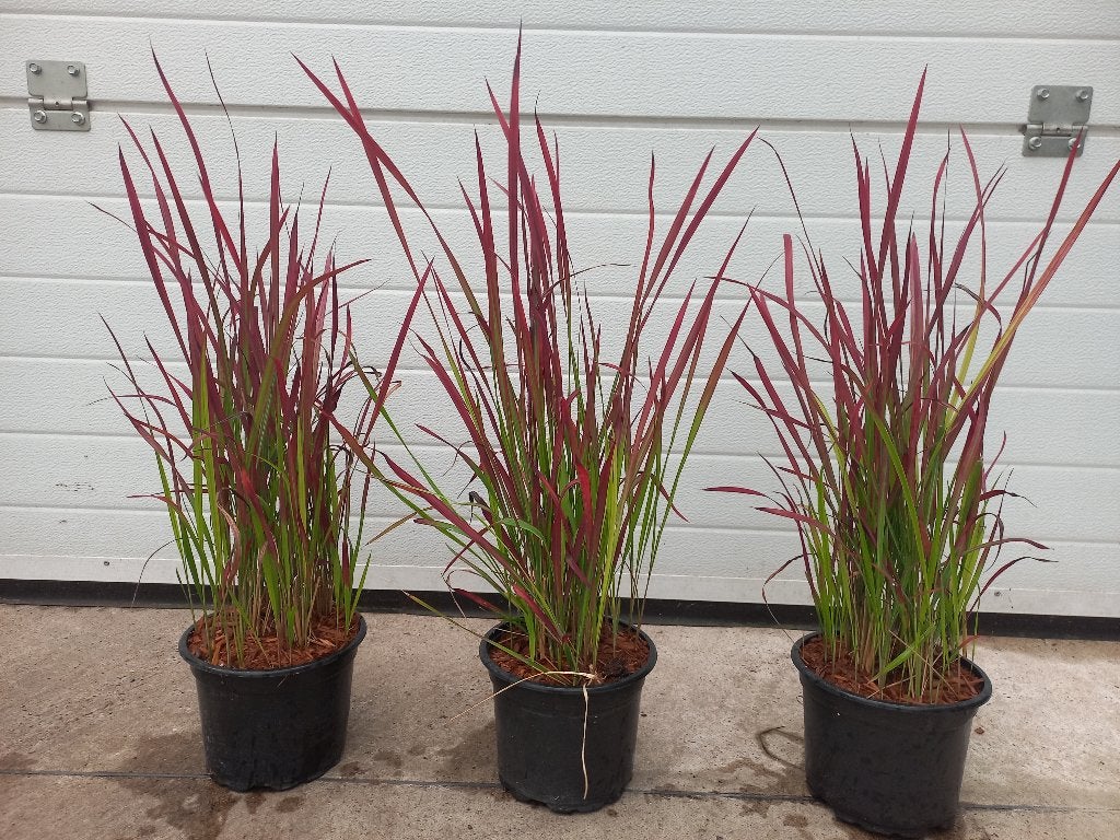 siergrassen Japans bloedgras, Lampenpoetsersgras, liriope, Ophalen, Siergrassen, Volle zon