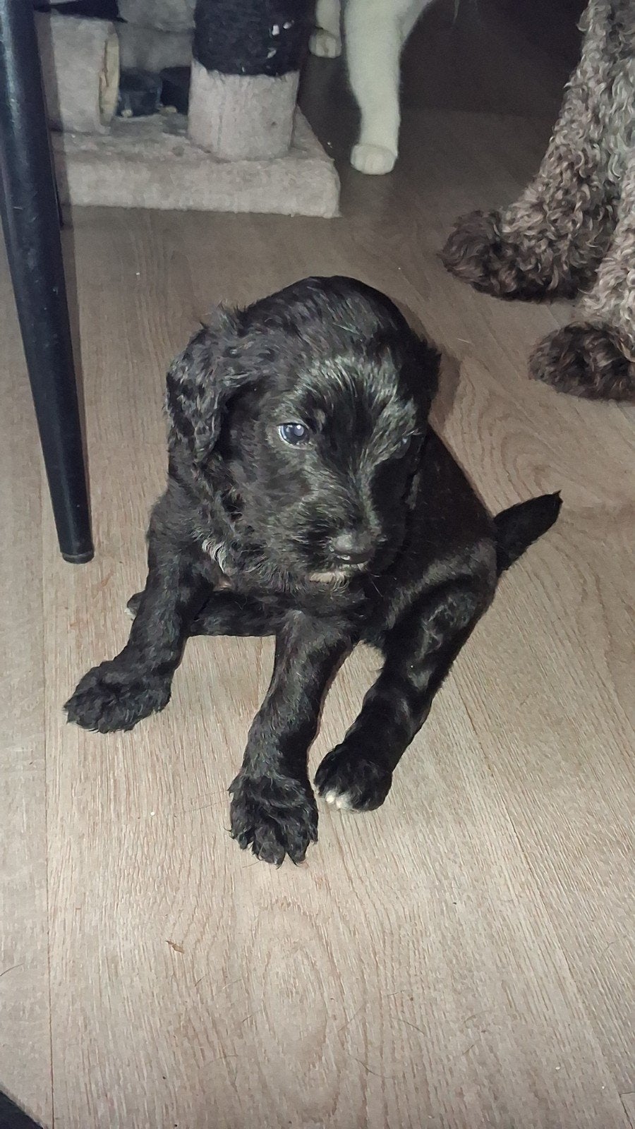 Laatste schattige Labradoodle pups zoeken liefdevol thuis, Dieren en Toebehoren, Honden | Niet-rashonden, 8 tot 15 weken, Groot