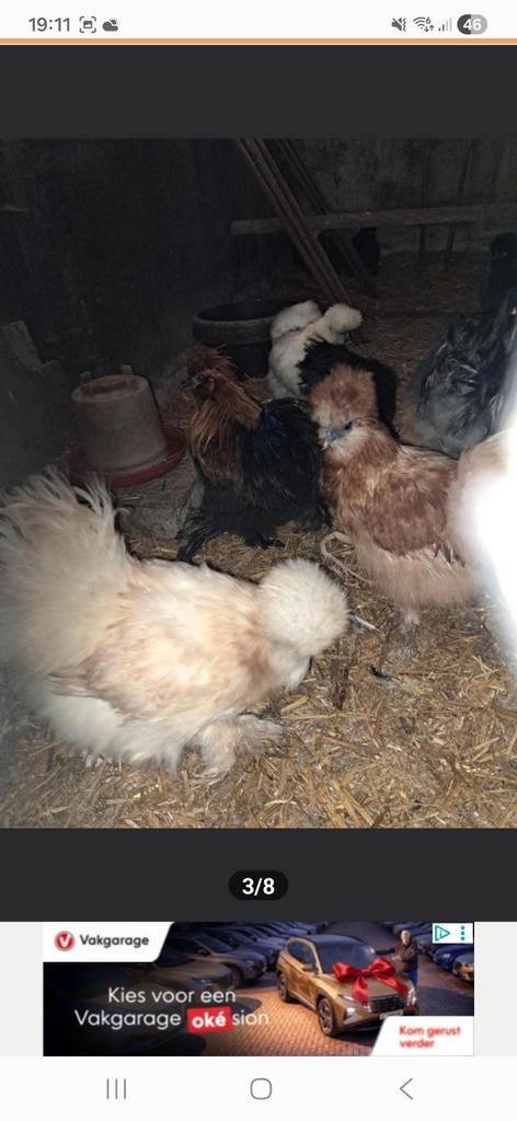USA zijdehoen gebaard en gekuifd, Dieren en Toebehoren, Pluimvee, Geslacht onbekend, Kip