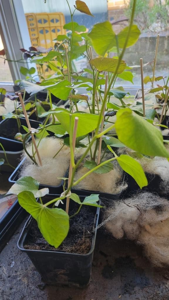 Zoete aardappel / Bataten planten voor de moestuin, Ophalen, Volle zon, Groenteplanten, Eenjarig