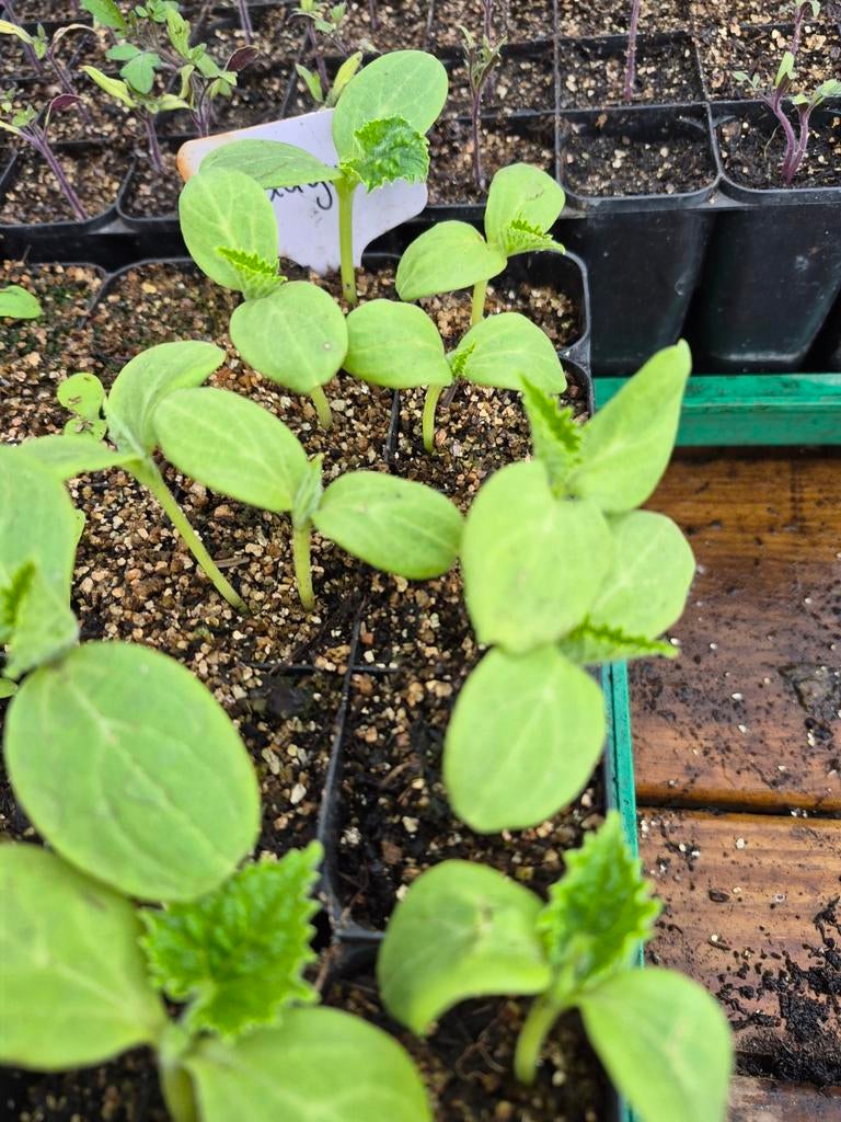 Augurk planten, Tuin en Terras, Ophalen, Overige soorten, Volle zon