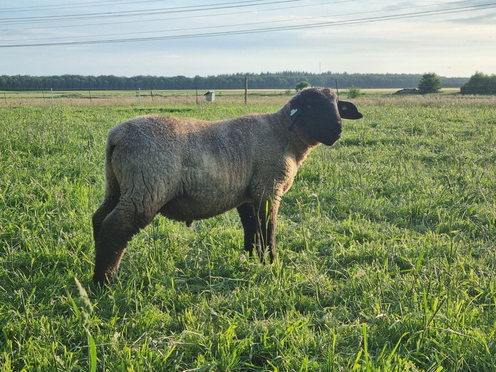 Suffolk dek rammen (stamboek), Mannelijk, Schaap