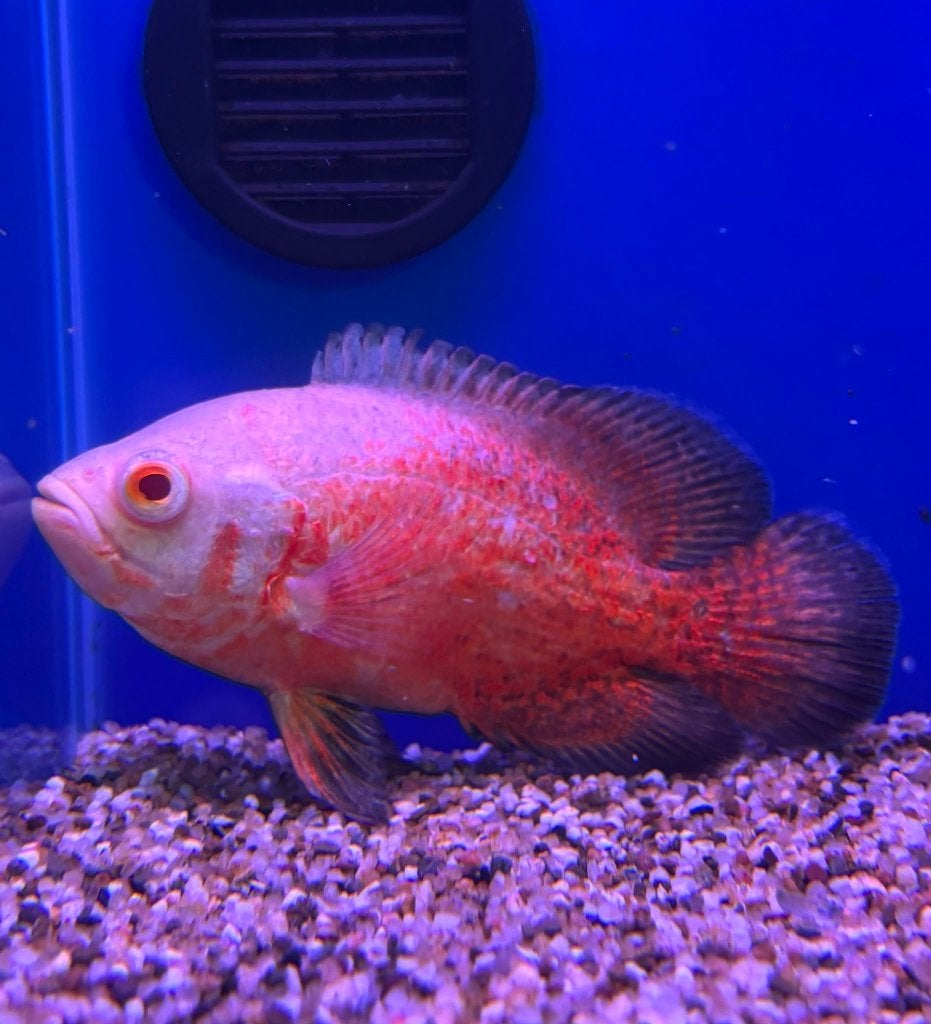 Astronotus ocellatus red chilli - Pauwoog cichlide, Dieren en Toebehoren, Vissen | Aquariumvissen, Vis, Zoetwatervis
