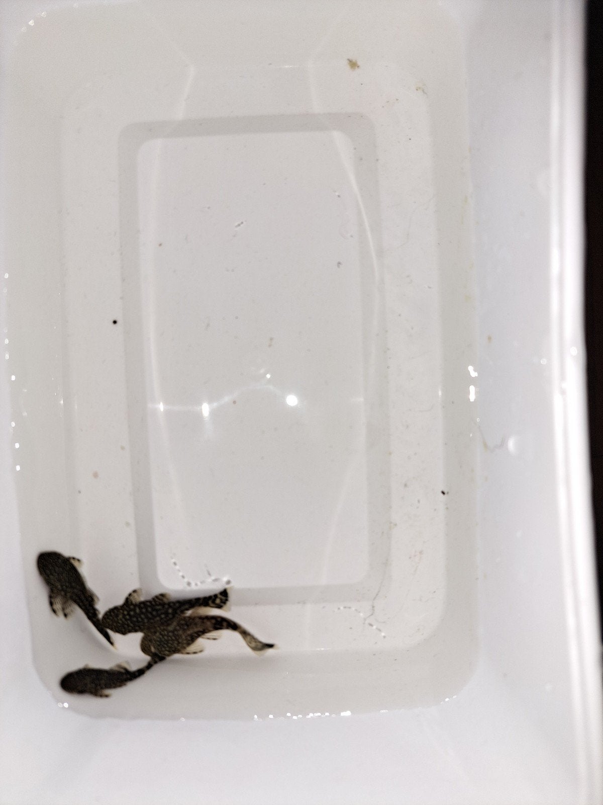 Wildkleur ancistrus, Dieren en Toebehoren, Vissen | Aquariumvissen, Vis