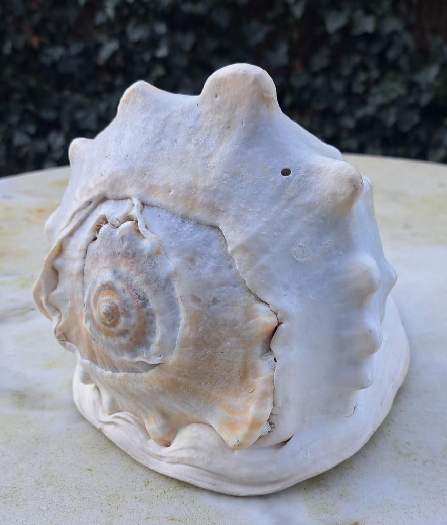 Grote schelp 22x16 cm schoon, Ophalen of Verzenden