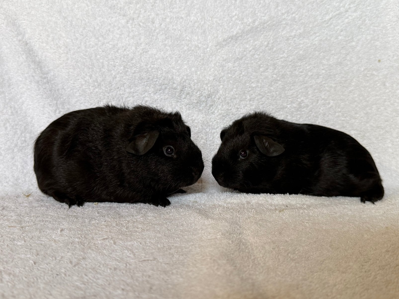 Twee lieve en mooie cavia broertjes, Juni, Mannelijk, Cavia