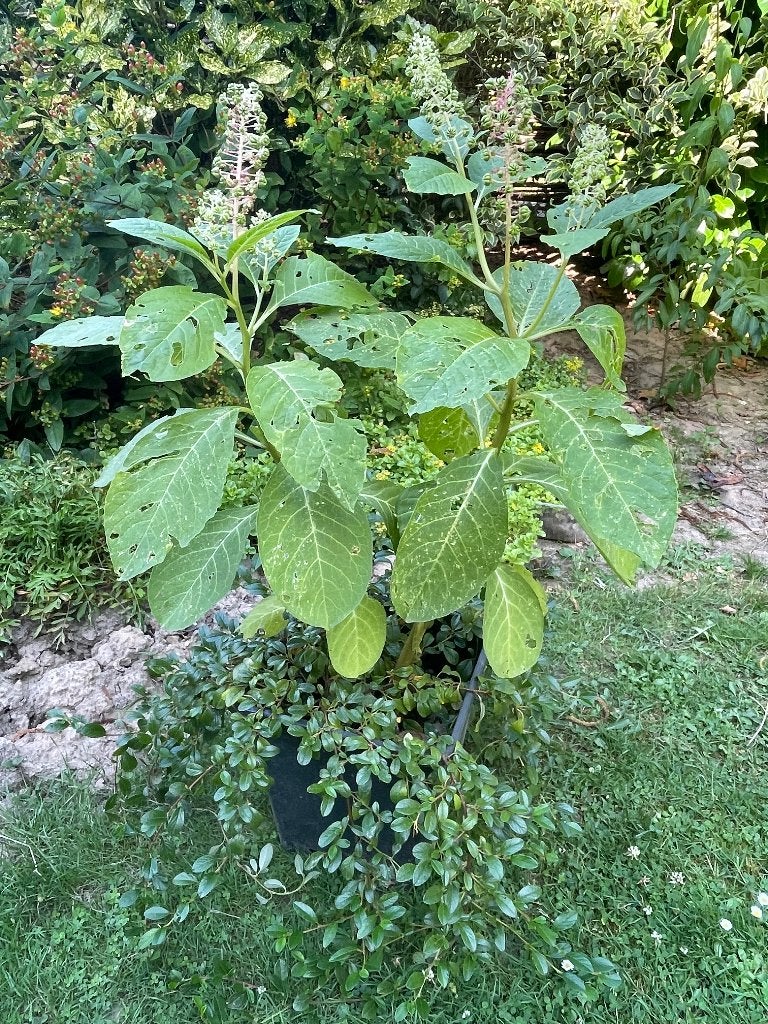 Te koop: 2 planten bij elkaar, Tuin en Terras, Planten | Tuinplanten, Vaste plant, Halfschaduw, Zomer, Ophalen