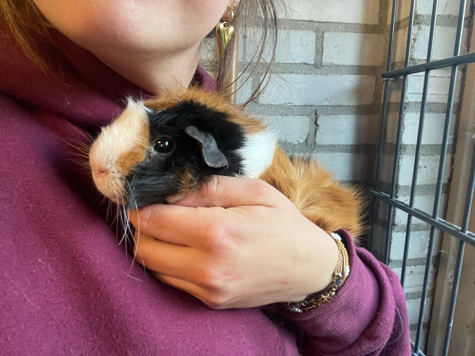 GEZOCHT! Cavia zeugje of gecastreerd beertje, Cavia, Januari, Meerdere dieren, Tam