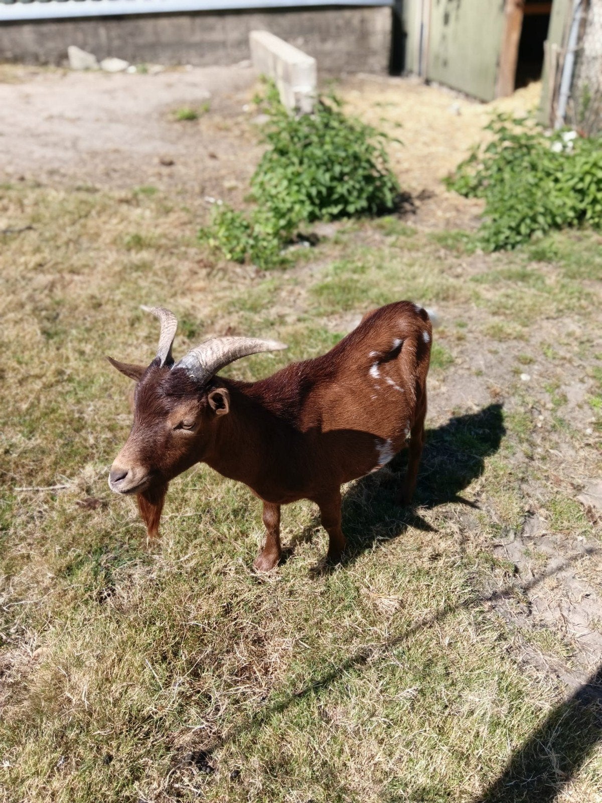 te huur dwerg geiten bok, Dieren en Toebehoren, Mannelijk, Geit