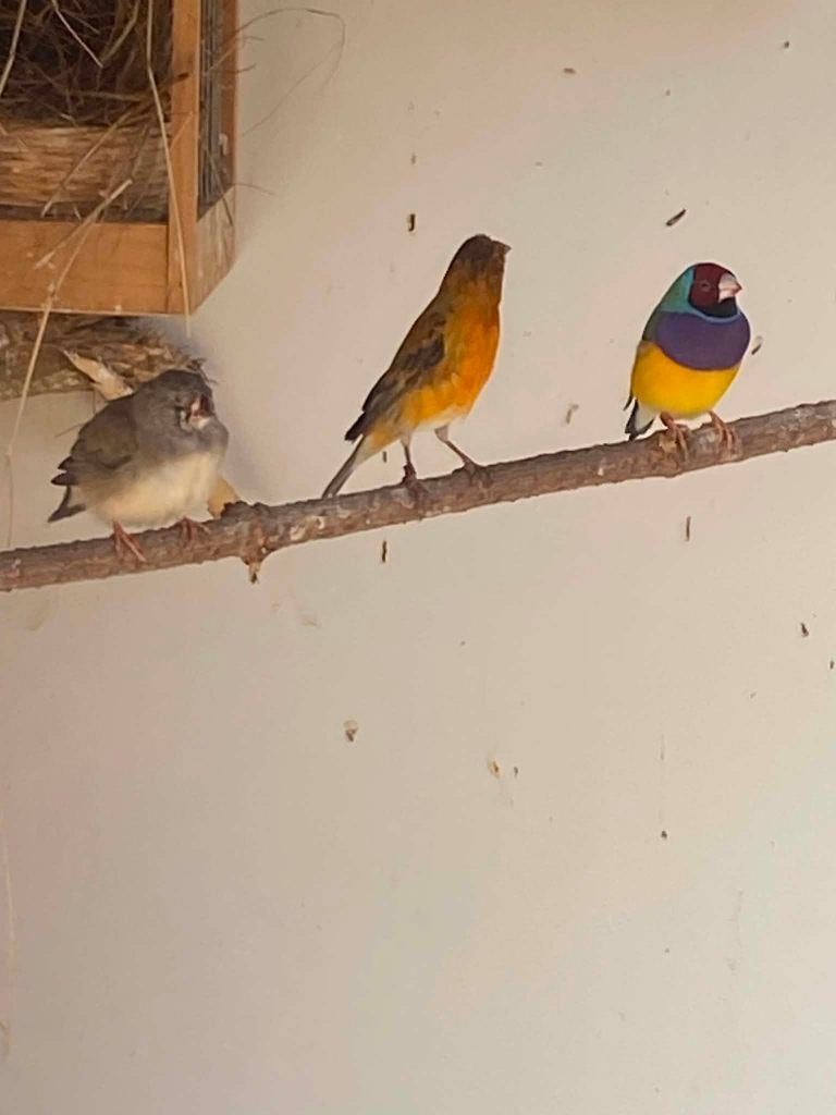 bastaard kanarie/kapoet sijs, Dieren en Toebehoren, Vogels | Kanaries, Mannelijk, Bastaard