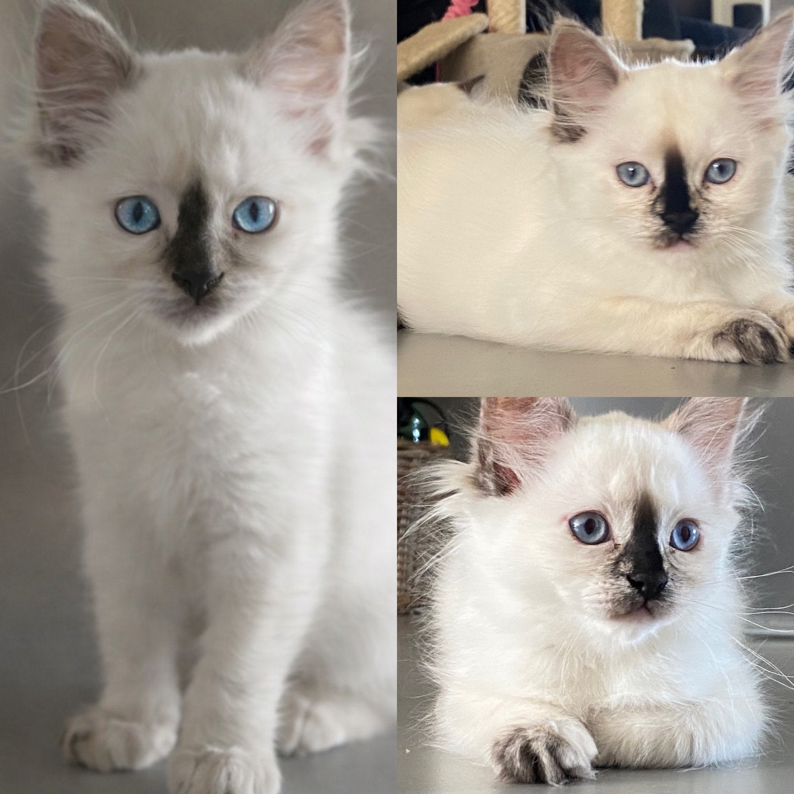 Ragdoll kitten poesje met stamboom, Meerdere dieren, Ontwormd