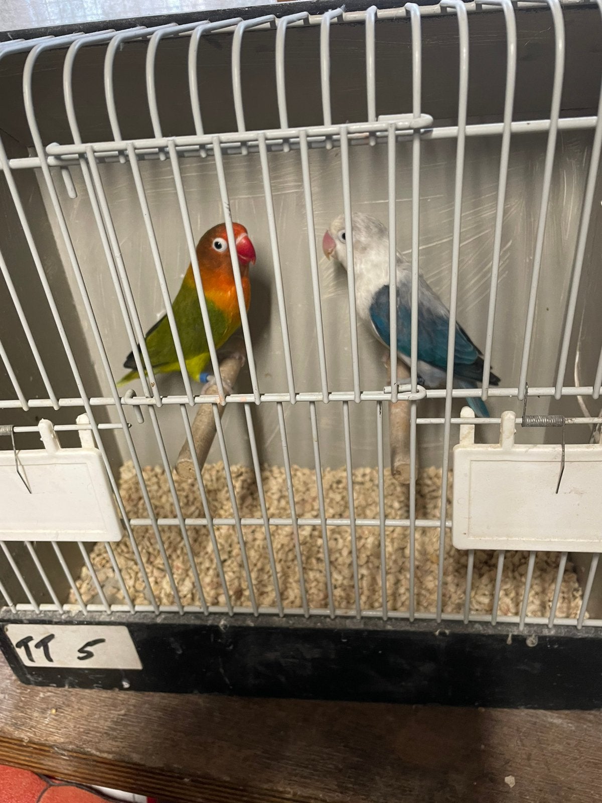 Koppel agapornis fischeries, Meerdere dieren, Dwergpapegaai of Agapornis