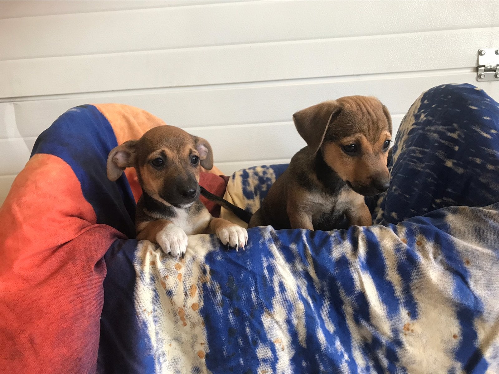 Mooie Jack russell pups, Dieren en Toebehoren, Honden | Jack Russells en Terriërs, Jack Russell Terriër, 8 tot 15 weken, Parvo