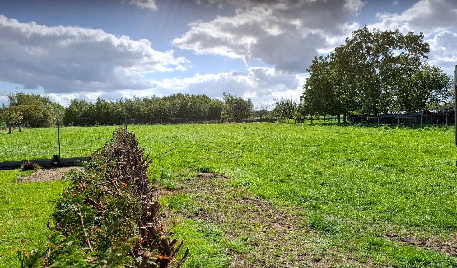 gras op stam 0,5ha, Dieren en Toebehoren