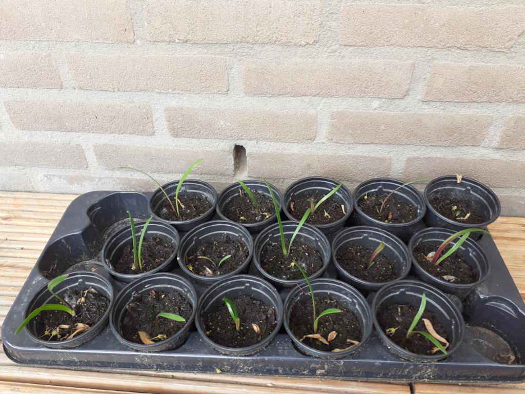 Amaryllis stekjes, Ophalen, Halfschaduw, Minder dan 100 cm