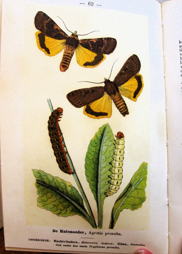 Zeldzaam! Vlinderwereld, 100 vlinders en rupsen gids 1899, Antiek en Kunst, Ophalen of Verzenden