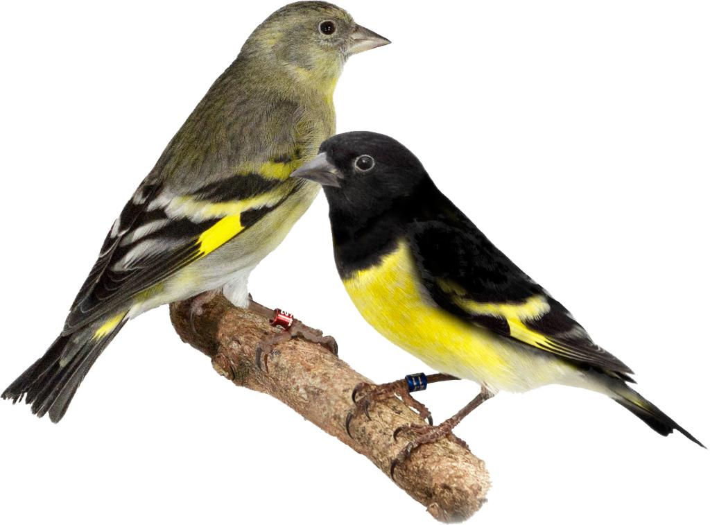 Geelbuiksijs - Geelbuiksijzen - Geelbuik sijs - sijzen, Dieren en Toebehoren, Vogels | Overige Vogels, Meerdere dieren, Tropenvogel