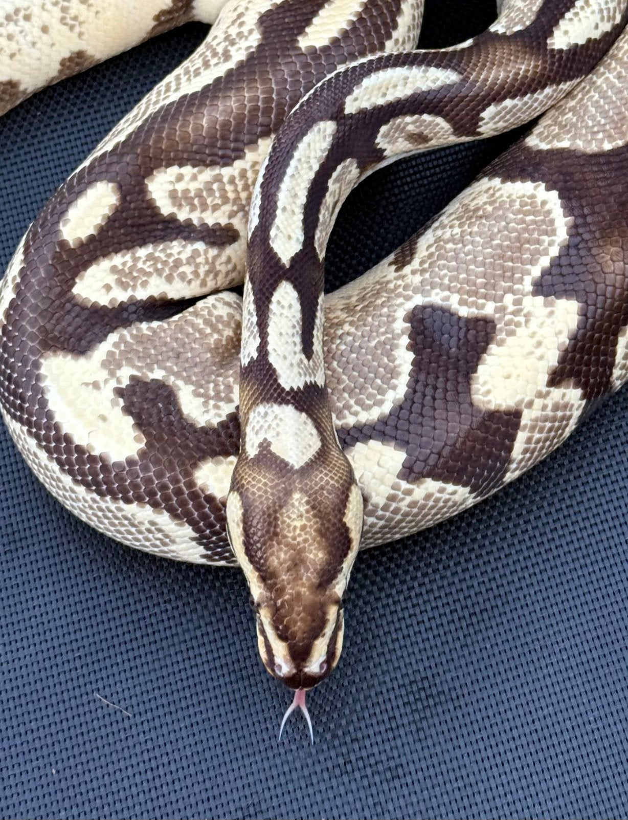 Fire orange dream het clown, Slang, 0 tot 2 jaar