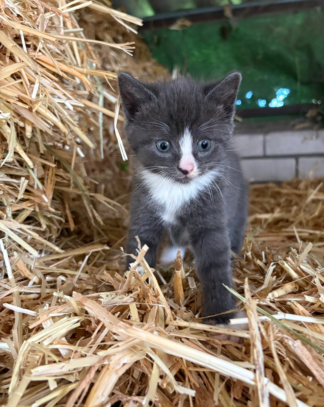 Boerderij kitten, Poes