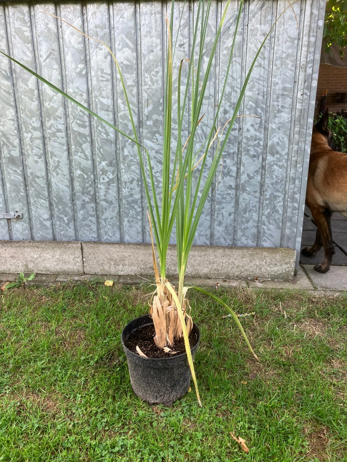 Palmgras, nog 3 stekken., Volle zon, Vaste plant, Herfst, Ophalen