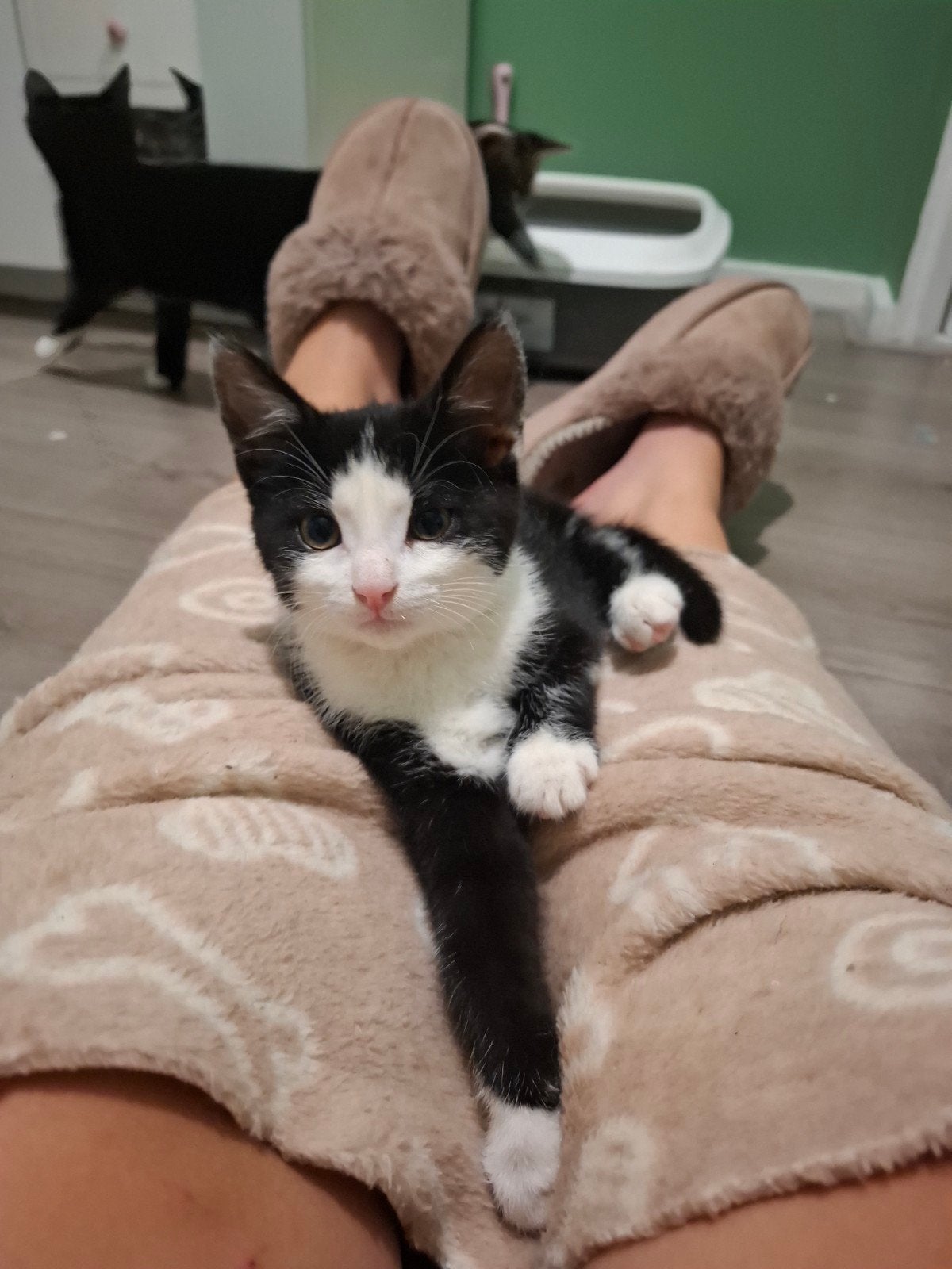 Lieve Poppy zoekt nog een thuis! 14 Sept mag ze weg!, Dieren en Toebehoren, Katten en Kittens | Overige Katten, Poes, Kortharig