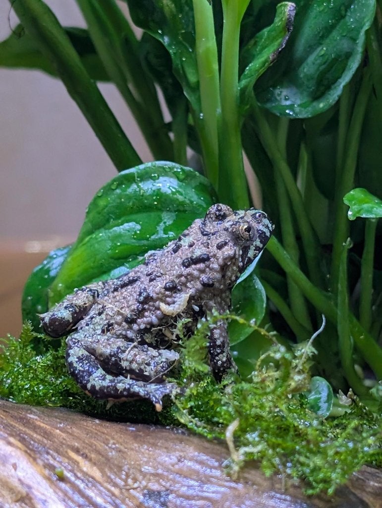 Phyllobates, Dendrobates, Salamandra en meer voor Houten! Frog - unknown for sale from NKexotics nl