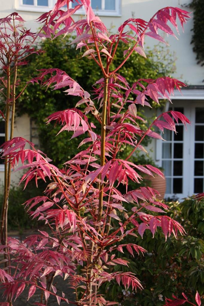 Toona sinensis 'Flamingo' - Chinese Mahonieboom, Overige soorten, Lente, 100 tot 250 cm, Ophalen