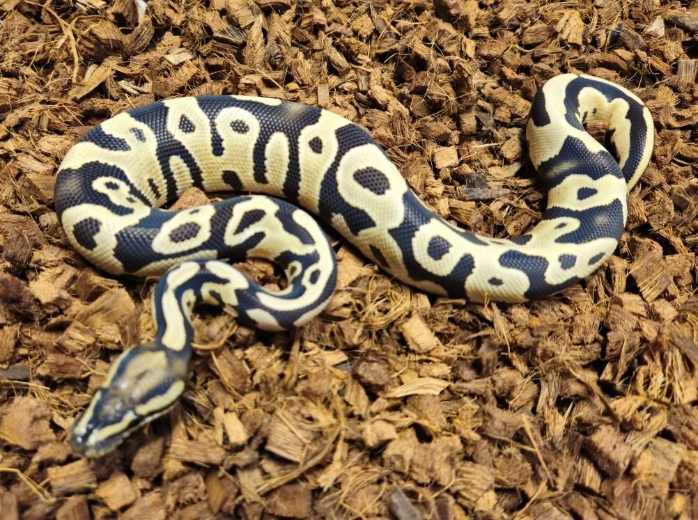 LAST MINUTE HOUTEN DEALS - Diverse koningspythons Ball Python photo 9