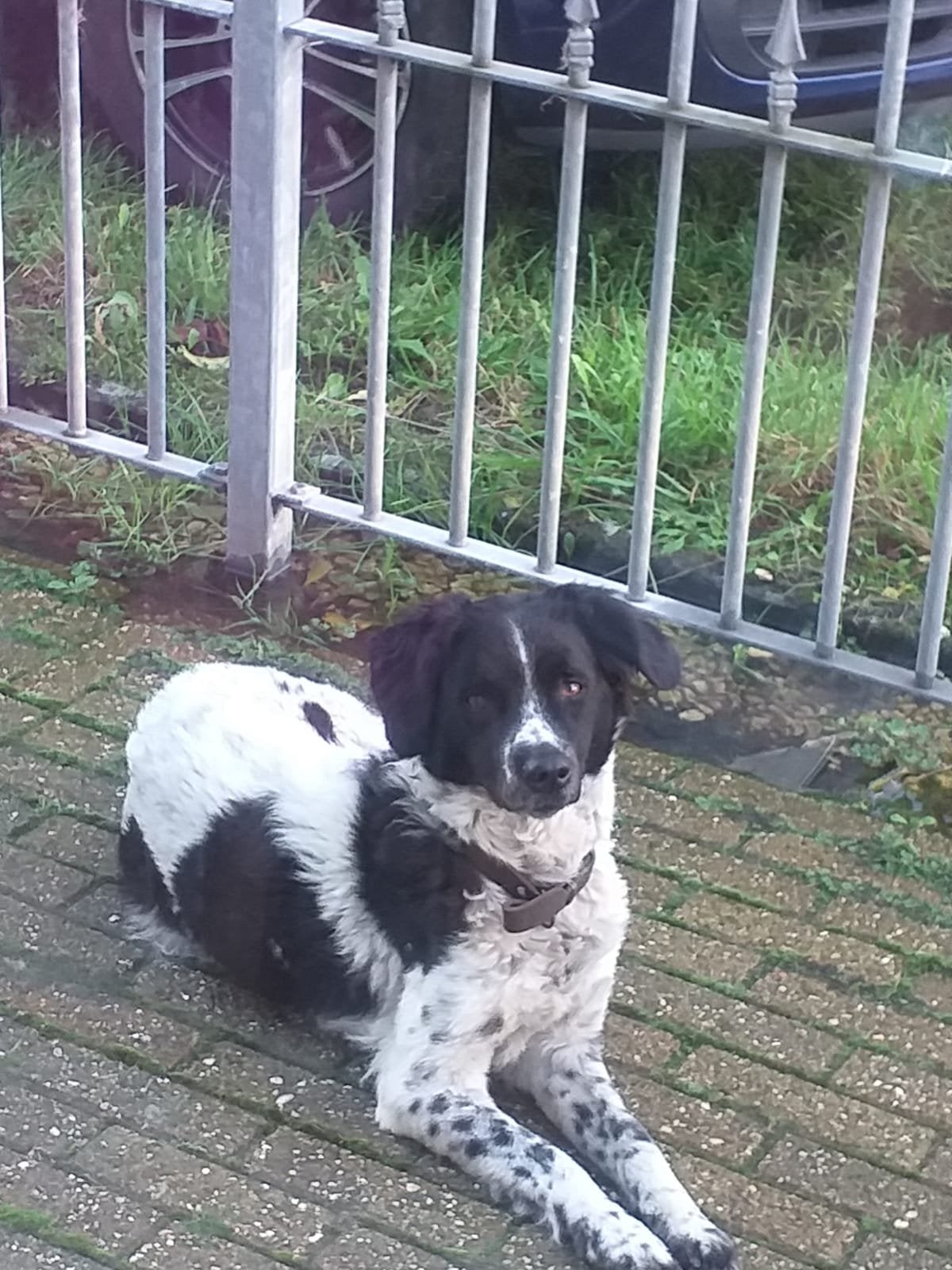 friese stabij, Dieren en Toebehoren, Teef, Eén hond, CDV (hondenziekte), Nederland