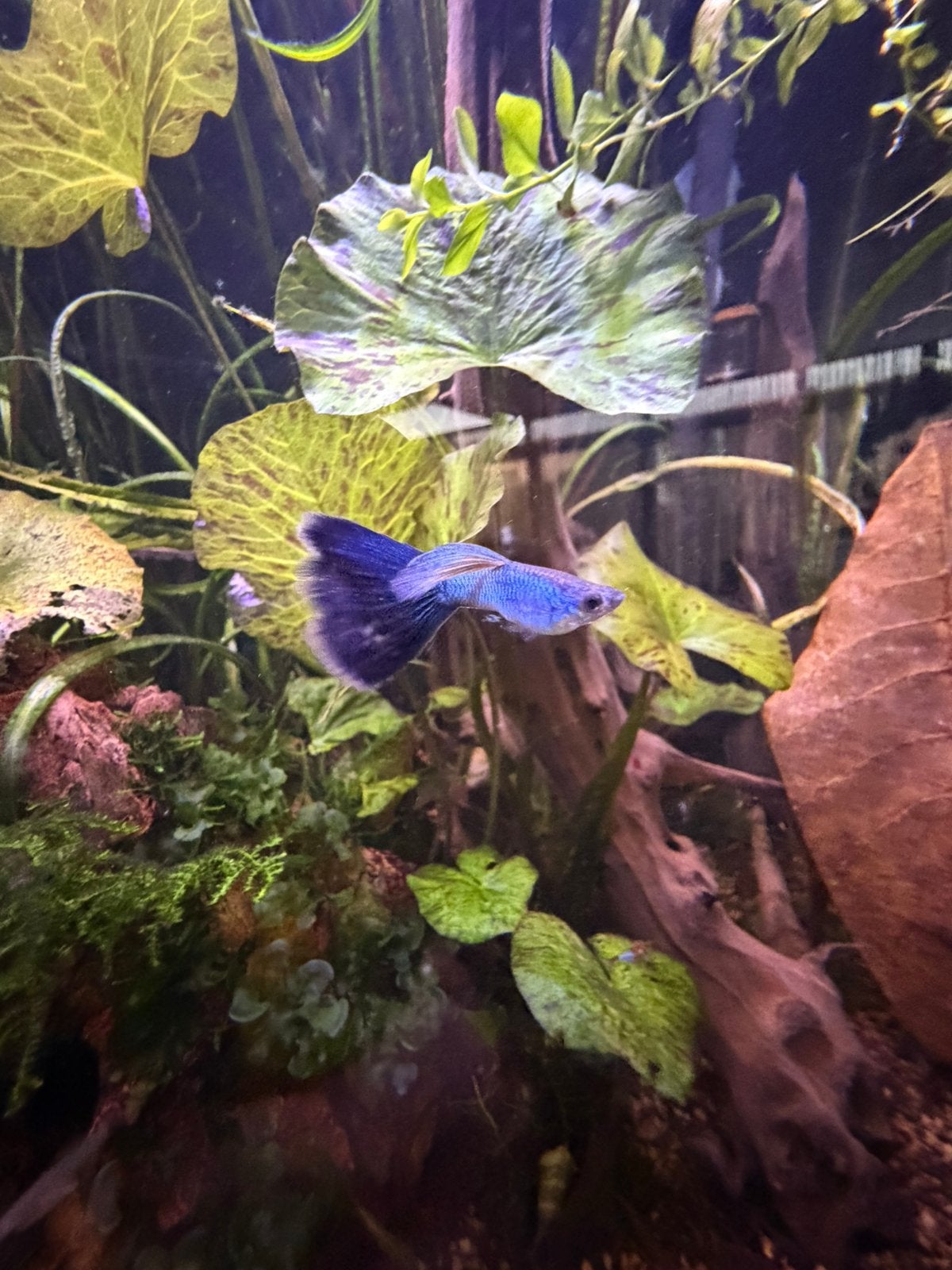 Singa Blue Tail guppy’s, Dieren en Toebehoren, Vis