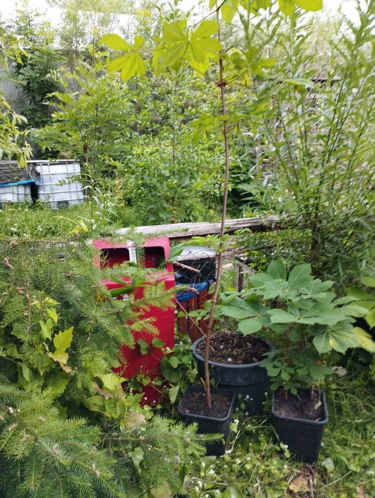 6 Kastanje boompjes (liefst ruilen tegen plant of zaad), Ophalen, Volle zon, Overige soorten, Minder dan 100 cm