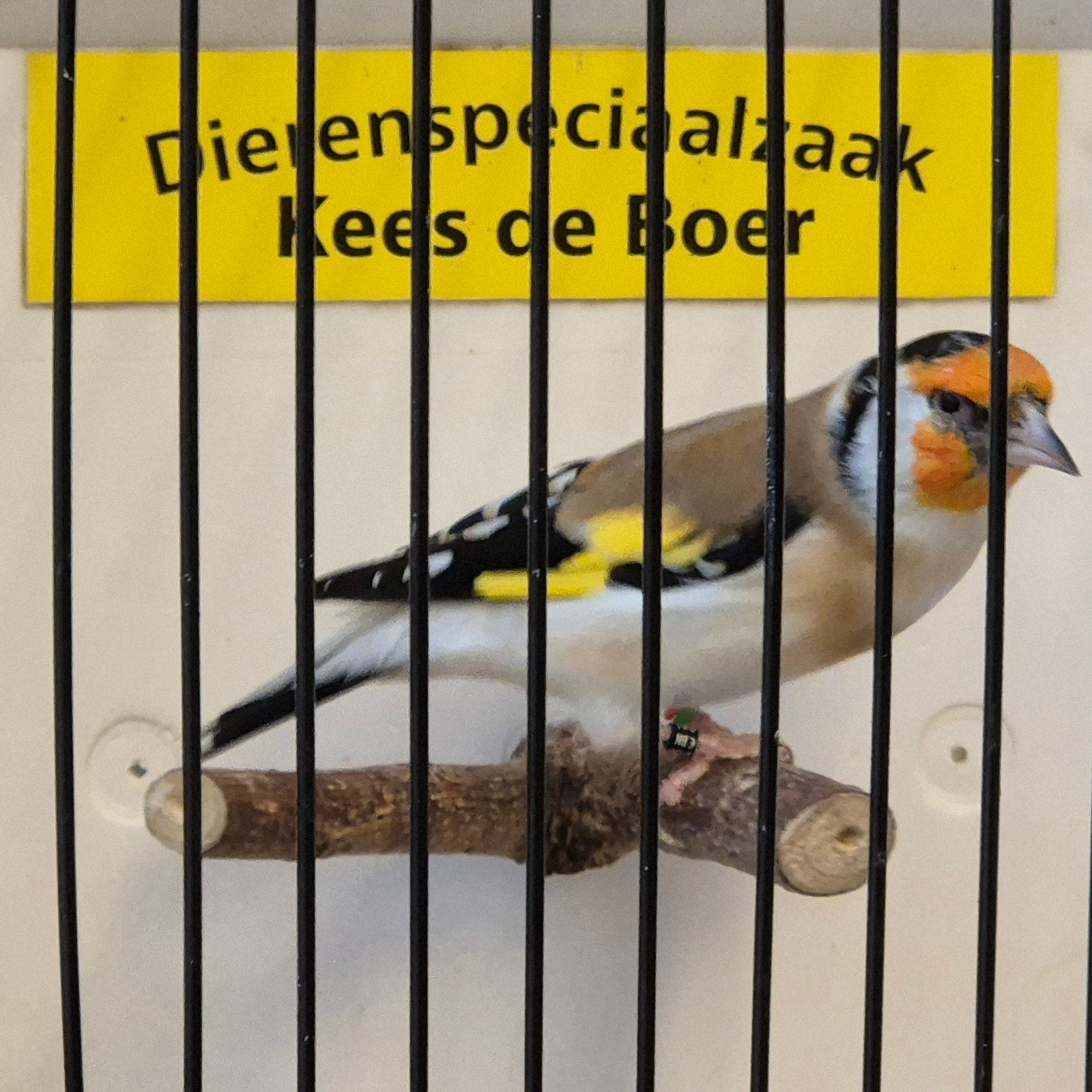 koppel Major putters, Dieren en Toebehoren