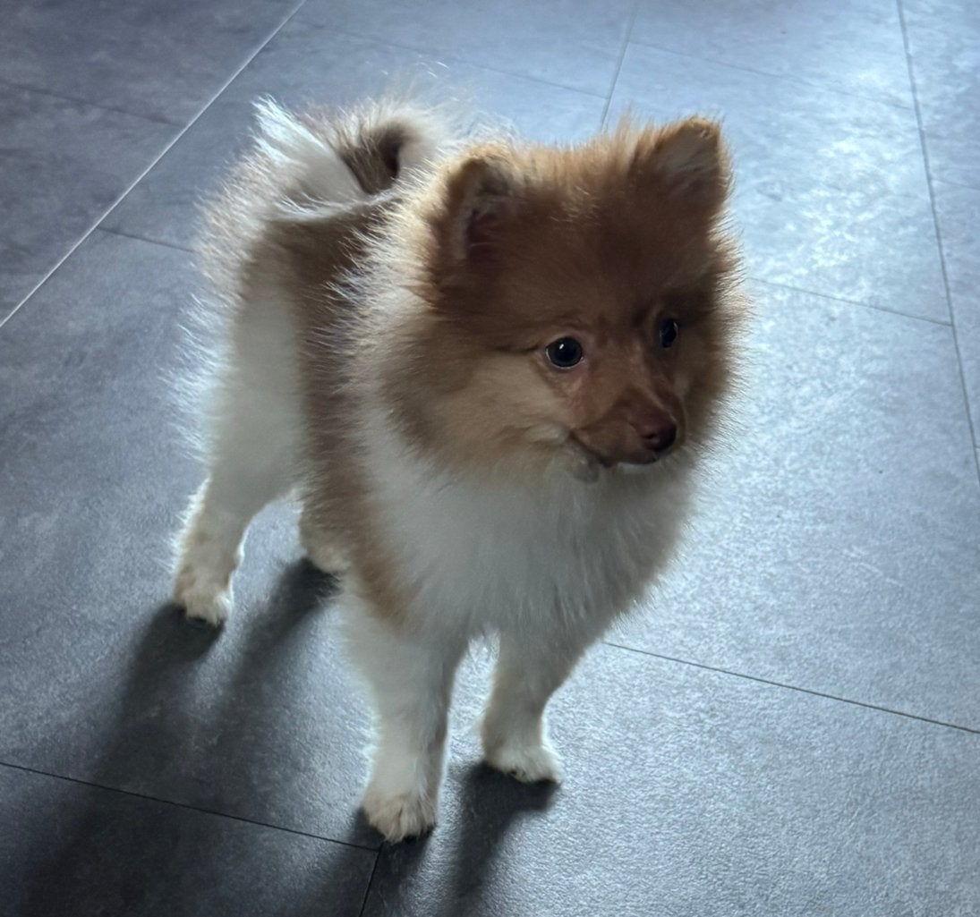 Pomeriaan teefje 🩷 🐶 mag verhuizen 🏡, Dieren en Toebehoren, Overige rassen, CDV (hondenziekte), 8 tot 15 weken, Teef