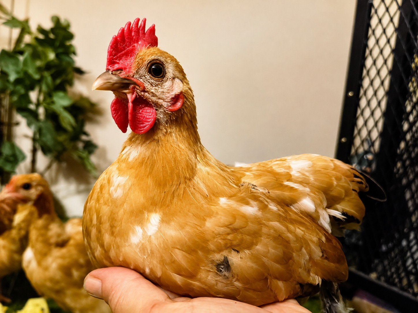 Huiskamer haan zoekt huisje.., Dieren en Toebehoren, Mannelijk, Kip