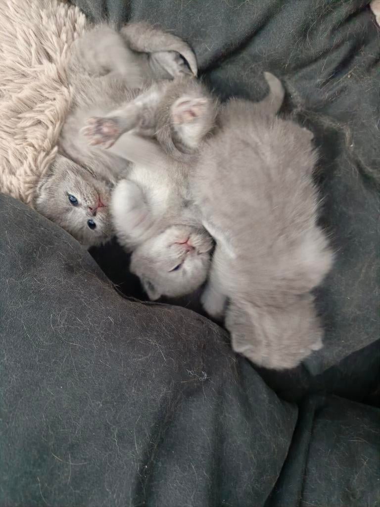 Britse Korthaar Kittens, Meerdere dieren, Ontwormd
