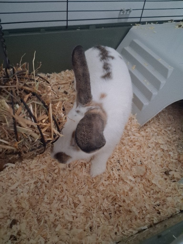 Mannetjes konijn, Dieren en Toebehoren, Mannelijk, Middelgroot, 0 tot 2 jaar
