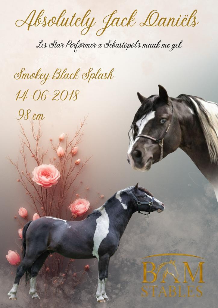 Ter dekking: NMPRS smokey black splash hengst, Dieren en Toebehoren, Hengst