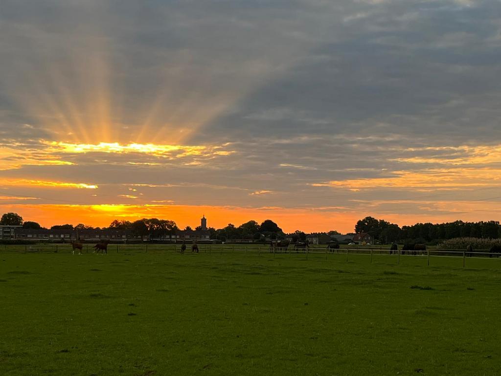 STAL/WEIDEGANG GEZOCHT!!, Weidegang, 2 of 3 paarden of pony's