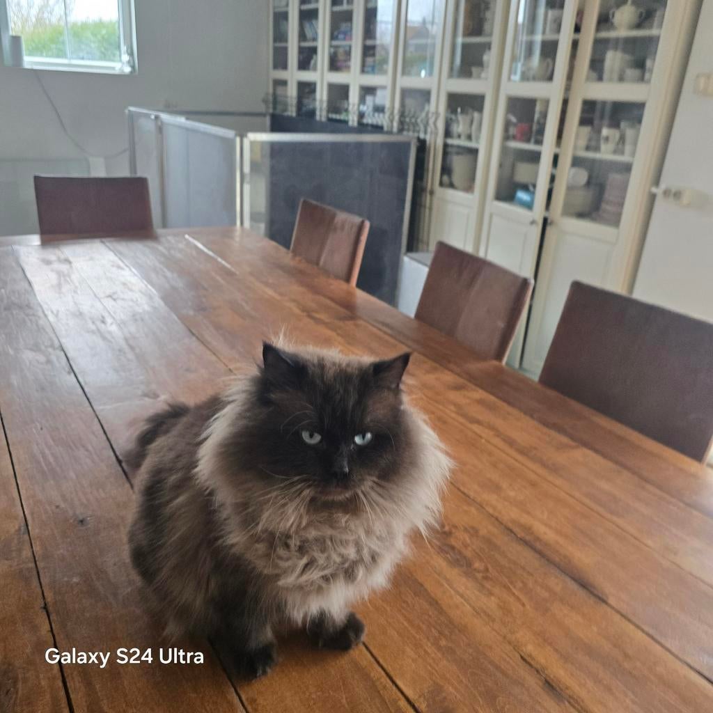 Dekkater ragdoll seal mink: drager blue mink, sepia en choc., Dieren en Toebehoren, Poes