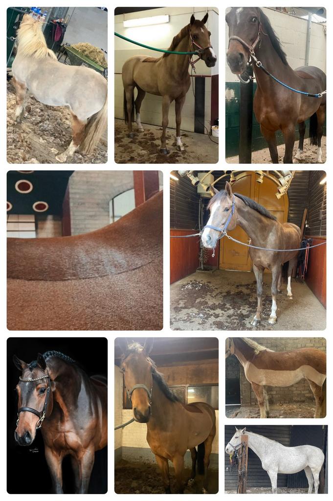 Paard / pony scheren heel Nl+DE