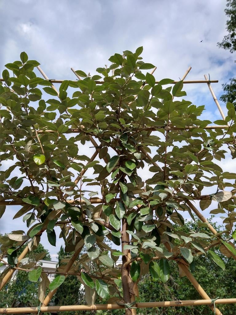 Groenblijvende leibomen | Leiaurier | Olijfwilg, Tuin en Terras, In pot, Leiboom, Halfschaduw, Ophalen of Verzenden