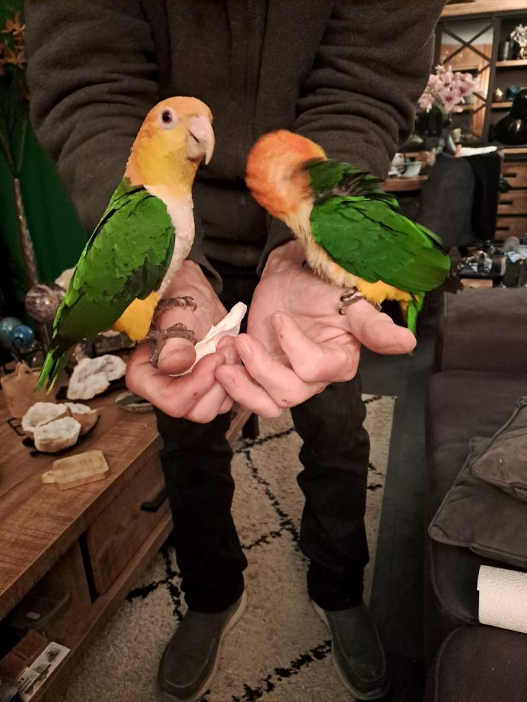 1 tamme koppel caique’s 2023en 2022 met certificaat, Meerdere dieren, Papegaai, Tam